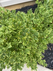 Eurytetranychus buxi