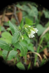 Pseudoturritis turrita