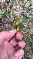 Gliophorus psittacinus