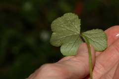Hydrocotyle hirta