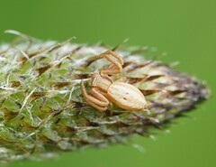 Runcinia acuminata