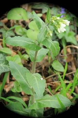 Pseudoturritis turrita