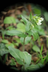 Pseudoturritis turrita