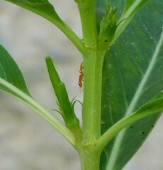 Pseudomyrmex