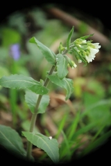 Pseudoturritis turrita