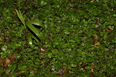 Hydrocotyle hirta