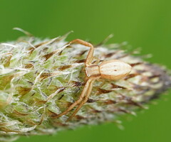 Runcinia acuminata