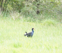 Porphyrio melanotus melanotus