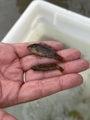 Tautogolabrus adspersus