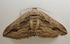 Austrocidaria gobiata