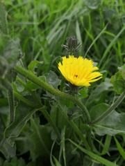 Picris hieracioides