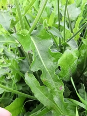 Picris hieracioides