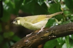Meliphaga lewinii mab