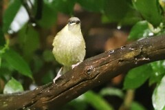 Meliphaga lewinii mab