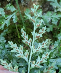 Asplenium montanum