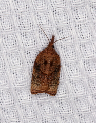 Platynota flavedana