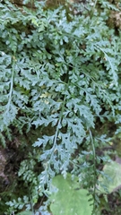 Asplenium montanum