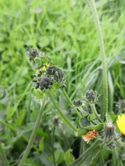 Picris hieracioides