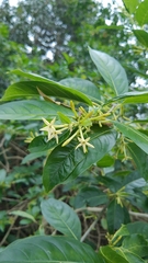 Cestrum