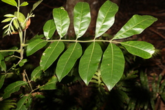 Dysoxylum