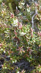 Monotoca empetrifolia