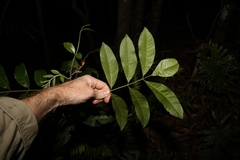 Dysoxylum