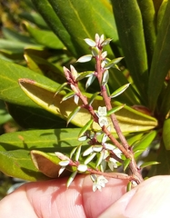 Monotoca empetrifolia