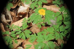 Anemonoides ranunculoides