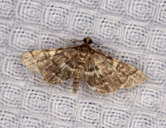Anageshna primordialis