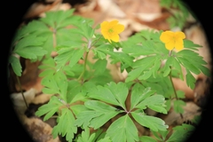 Anemonoides ranunculoides
