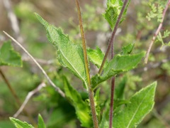 Wedelia acapulcensis