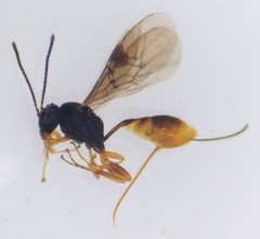 Tersilochinae