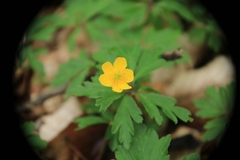 Anemonoides ranunculoides