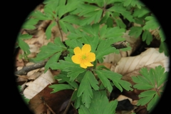 Anemonoides ranunculoides
