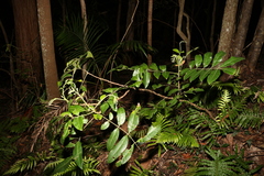 Dysoxylum
