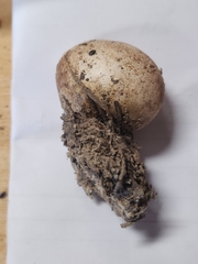 Scleroderma meridionale