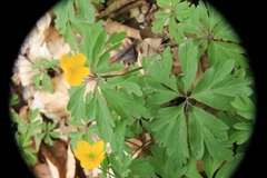 Anemonoides ranunculoides