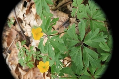 Anemonoides ranunculoides