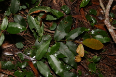 Melodinus australis