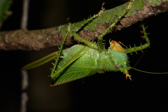 Panacanthus cuspidatus