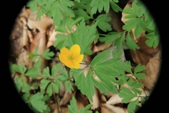 Anemonoides ranunculoides
