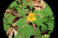 Anemonoides ranunculoides