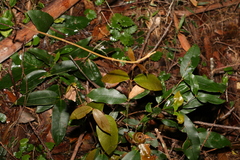 Melodinus australis