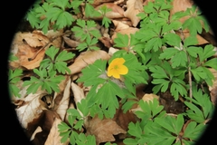 Anemonoides ranunculoides