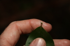 Melodinus australis