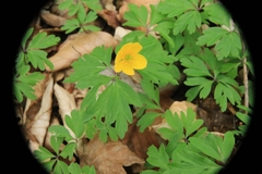 Anemonoides ranunculoides