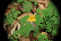 Anemonoides ranunculoides