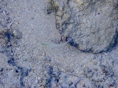 Valenciennea strigata