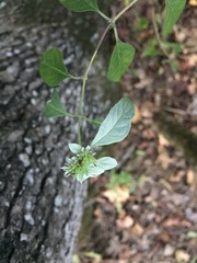 Pycnanthemum albescens