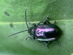 Macrohaltica transversa